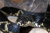 reptielentuin serpo foto