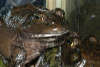 reptielentuin serpo foto