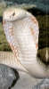 reptielenzoo serpo foto