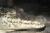 reptielentuin serpo foto