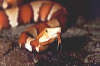 reptielen dierenpark serpo foto