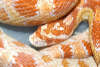 reptielentuin serpo foto
