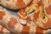 reptielentuin serpo foto