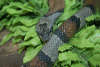reptielentuin serpo foto