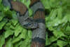 reptielentuin serpo foto