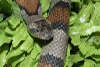 reptielentuin serpo foto