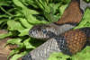 reptielentuin serpo foto