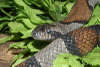 reptielentuin serpo foto