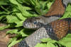 reptielentuin serpo foto