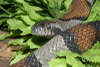 reptielentuin serpo foto