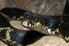 reptielentuin serpo foto