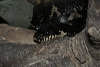reptielentuin serpo foto