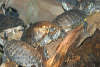 reptielentuin serpo foto