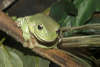 reptielentuin serpo foto