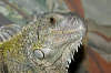 reptielen dierenpark serpo foto