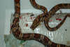 reptielentuin serpo foto