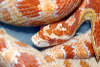 reptielentuin serpo foto
