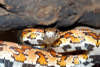 reptielentuin serpo foto