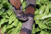 reptielentuin serpo foto