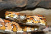 reptielentuin serpo foto