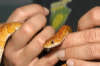 reptielen dierenpark serpo foto