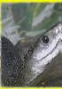 reptielenzoo serpo foto
