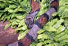 reptielentuin serpo foto