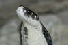 reptielentuin serpo foto