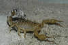 reptielen dierenpark serpo foto
