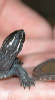 Muskusschildpad geboren in reptielen dierenpark serpo