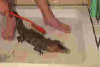reptielen dierenpark serpo foto