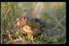 reptielen dierenpark serpo foto