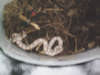 reptielen dierenpark serpo foto