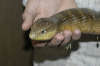 reptielentuin serpo foto