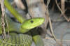 reptielentuin serpo foto