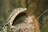 reptielentuin serpo foto