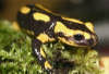 reptielentuin serpo foto