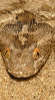 reptielentuin serpo foto