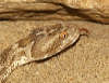 reptielentuin serpo foto