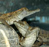 reptielentuin serpo foto