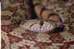Bullsnake bij serpo